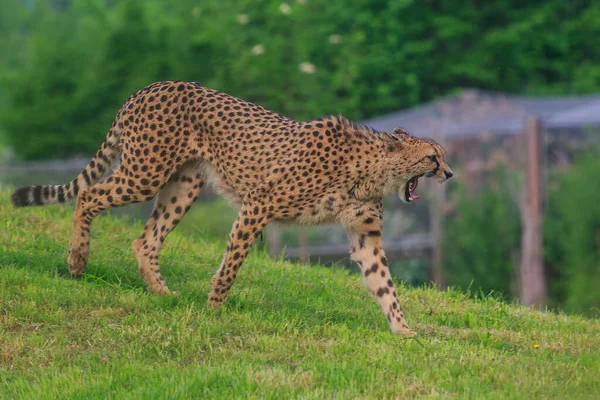 Adult Cheetah Acinonyx Jubatus Wild — 图库照片