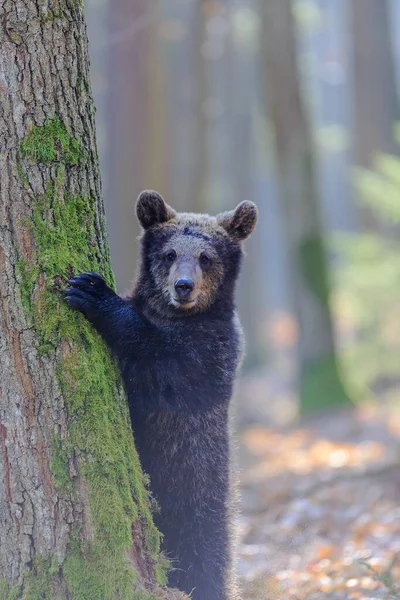 Brown Bear Wild Nature — Φωτογραφία Αρχείου