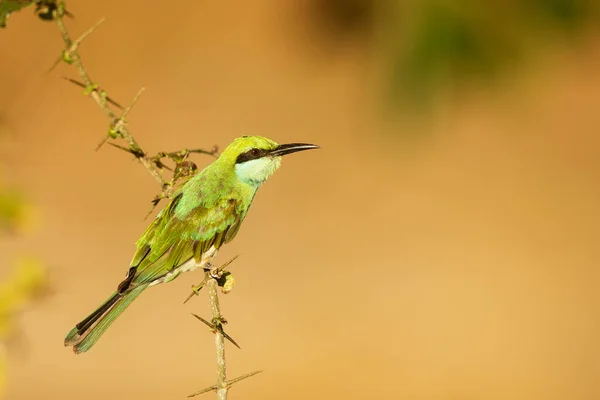 Green Bee Eater Merops Orientalis Portrait Blurred Background — Fotografia de Stock