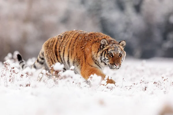 Hewan Harimau Alam Liar — Stok Foto