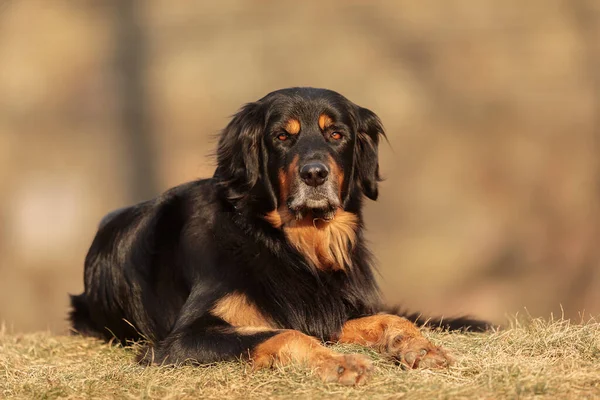 Dog Hovawart Gold Black Portrait — Stockfoto