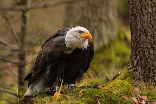 Bald Eagle Portrait Natural Background — Stock Photo, Image