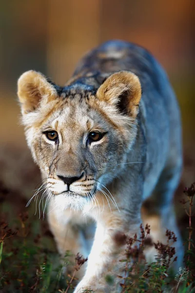 Lioness Panthera Leo Portrait Daytime — 图库照片