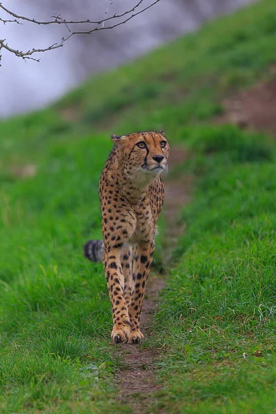 Adult Cheetah Acinonyx Jubatus Wild — Stock Photo, Image