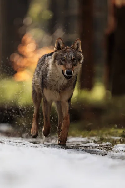 Male Eurasian Wolf Canis Lupus Lupus — Fotografia de Stock