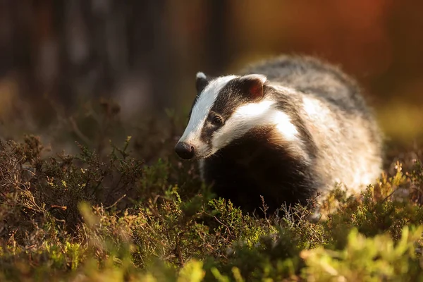 Old European Badger Wild — Stock fotografie