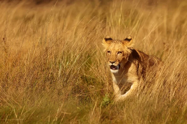 Lioness Panthera Leo Portrait Daytime — Stockfoto