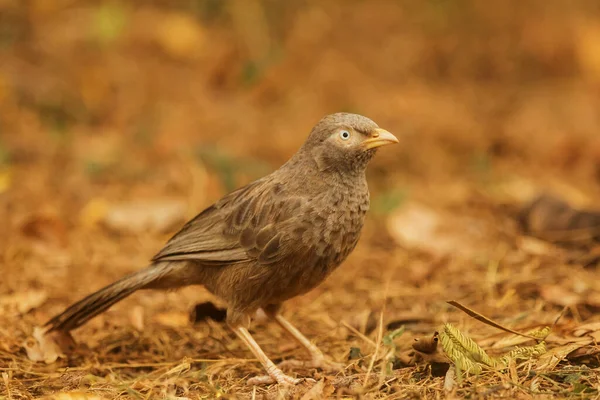Pájaro Hierba — Foto de Stock