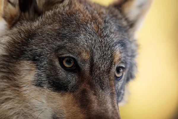 Male Eurasian Wolf Canis Lupus Lupus — Fotografia de Stock