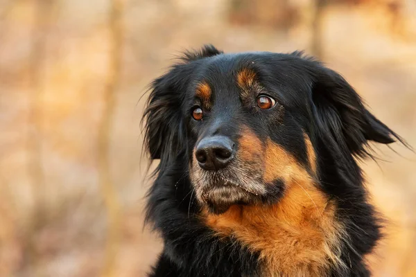 Köpek Hovawart Altın Siyah — Stok fotoğraf