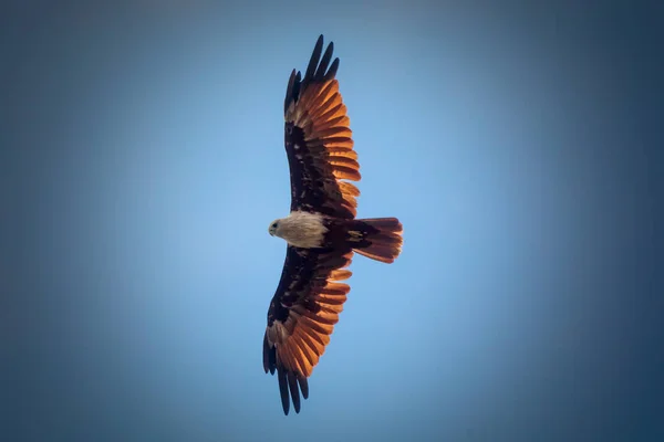 Φαλακρός Αετός Πτήσει Φυσικό Υπόβαθρο — Φωτογραφία Αρχείου