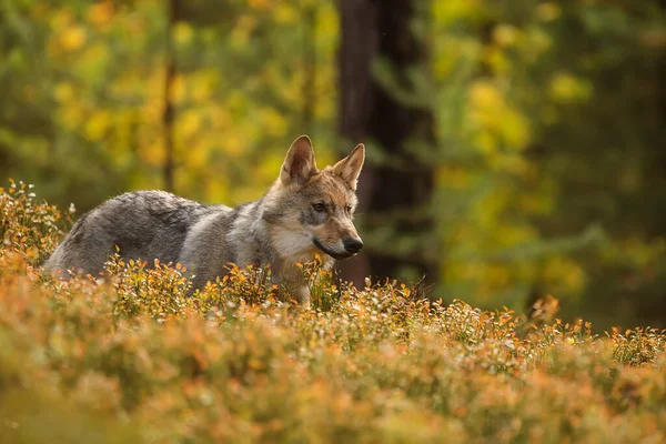 Волк Евразиец Волчанка Собачья — стоковое фото