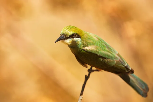 Green Bee Eater Merops Orientalis Portrait Blurred Background — Stockfoto