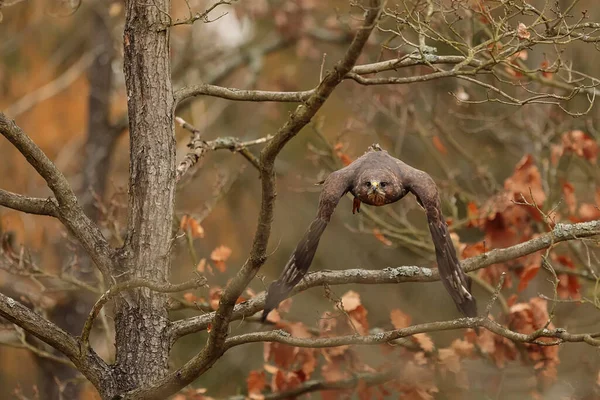 Falcon Wild Life Animal — Stockfoto