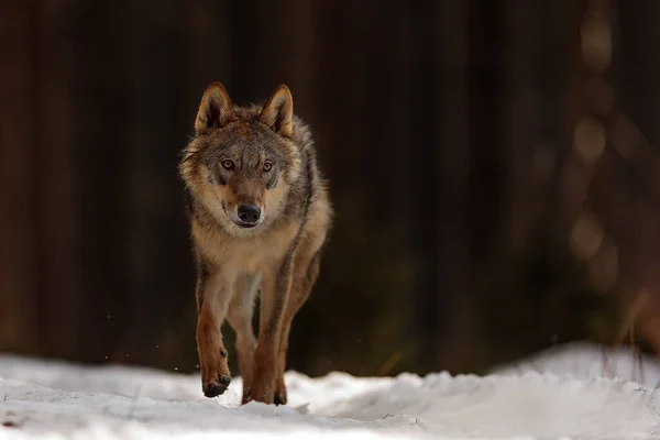 Male Eurasian Wolf Canis Lupus Lupus — Stock Fotó