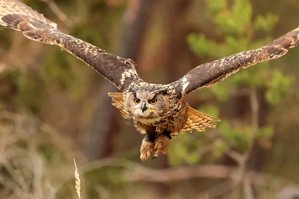 Pták Fauna Sova Zblizka — Stock fotografie