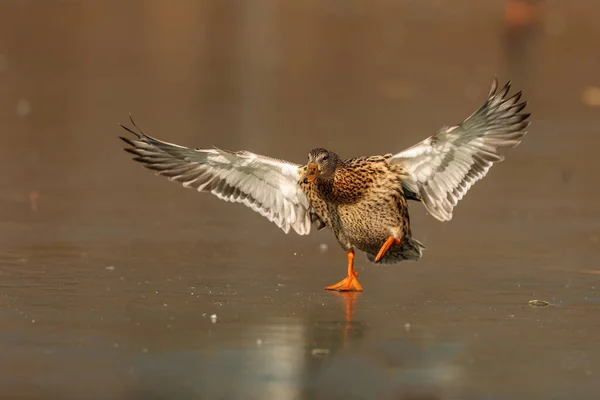 Close Duck Wild Nature — Stockfoto