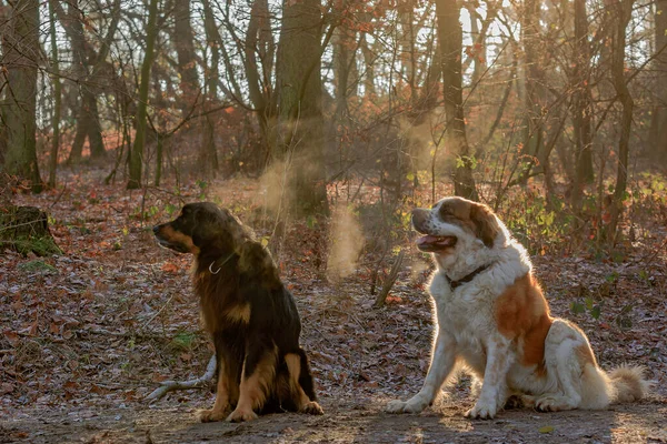 Psy Bawią Się Parku — Zdjęcie stockowe