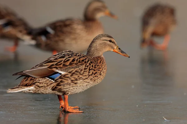 Close Duck Wild Nature — Stock Photo, Image