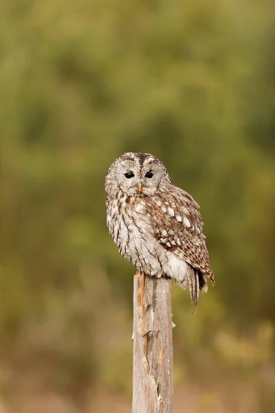 Bird Fauna Owl Close — Photo