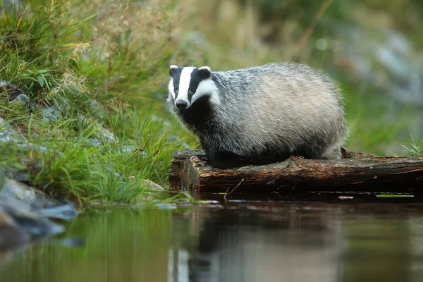 Old European Badger Wild — Stock fotografie