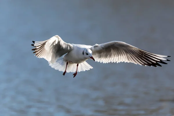 Sea Gull Flight — Stock Photo, Image