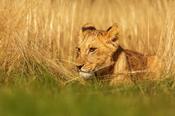 Lioness Panthera Leo Portrait Daytime — Zdjęcie stockowe