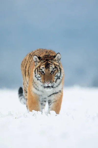Animal Tiger Wild Nature — Stock Photo, Image
