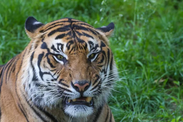 Animal Tiger Wild Nature — Stockfoto