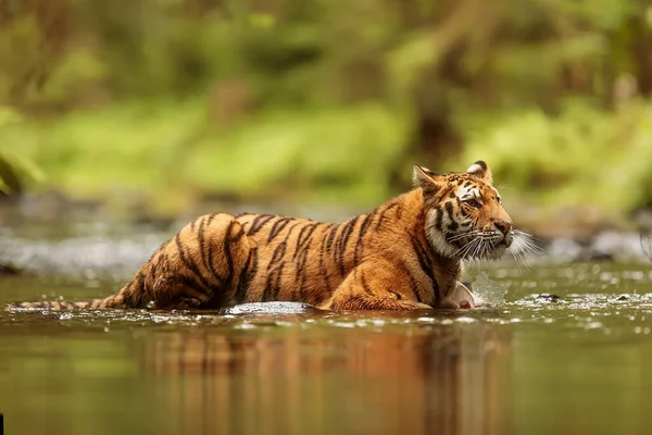 Animal Tiger Wild Nature — 스톡 사진