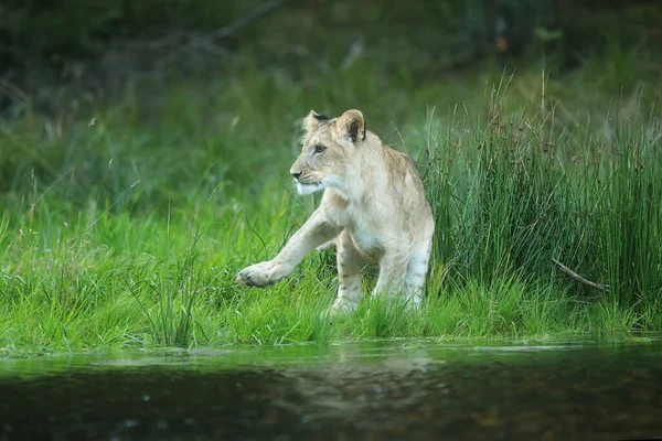 Lioness Panthera Leo Portrait Daytime —  Fotos de Stock