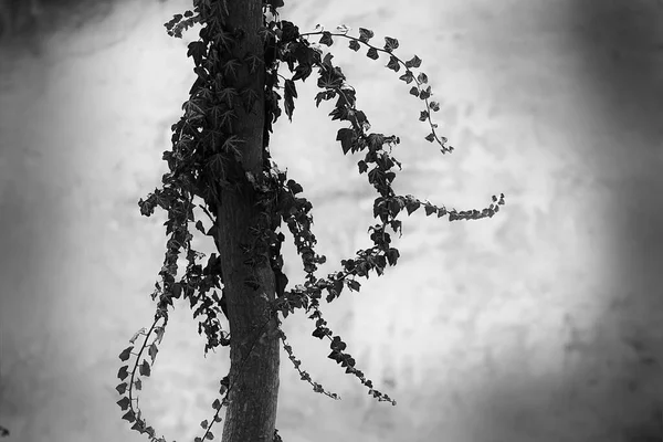 Foto Bianco Nero Albero — Foto Stock