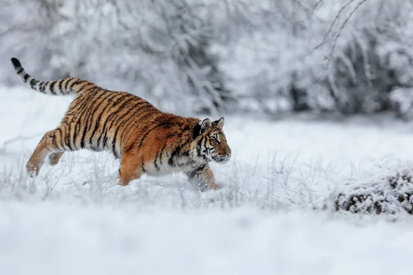 Animal Tiger Wild Nature — Stockfoto