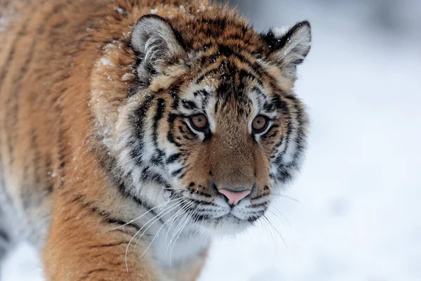 Animal Tiger Wild Nature — Stock Fotó