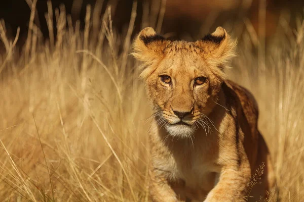 Lioness Panthera Leo Portrait Daytime — Zdjęcie stockowe