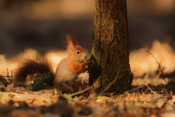 Cute Red Squirrel Sciurus Vulgaris — Stock fotografie