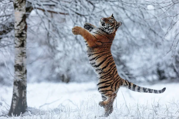 Animal Tiger Wild Nature — Stok fotoğraf