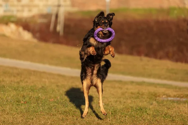 dog hovawart gold and black playing
