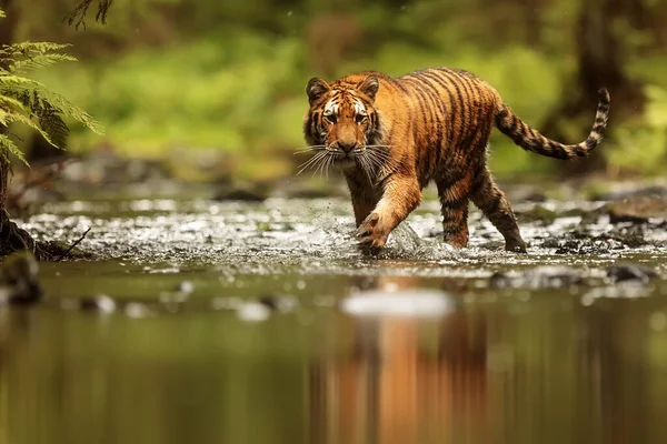 animal,  tiger in wild nature