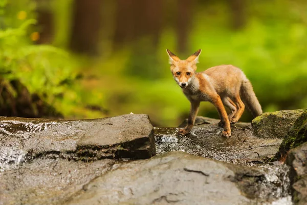 cube red fox (Vulpes vulpes) a curious young  animal