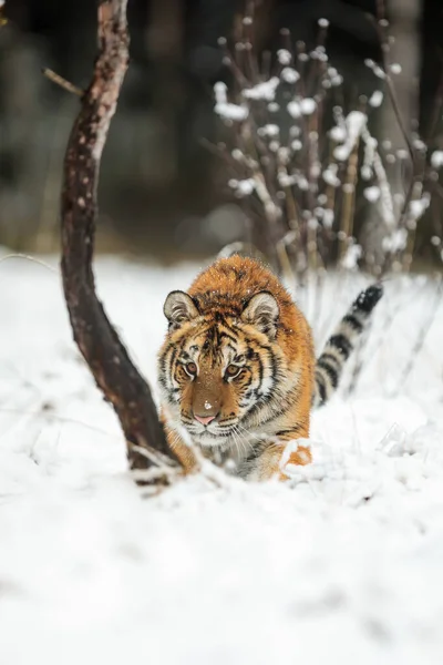 Animal Tiger Wild Nature — стоковое фото