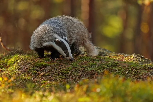 Badger Eropa Lama Meles Meles — Stok Foto