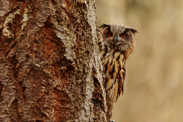 Bird Fauna Owl Close — Stock Photo, Image