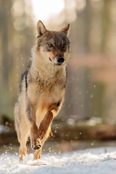 Male Eurasian Wolf Canis Lupus Lupus Wild Nature —  Fotos de Stock