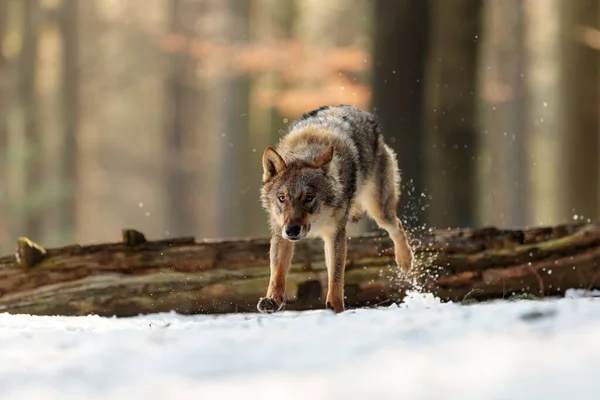 Lobo Eurasiático Canis Lupus Lupus — Foto de Stock