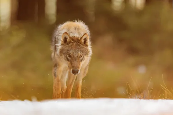 Male Eurasian Wolf Canis Lupus Lupus — Stock Fotó