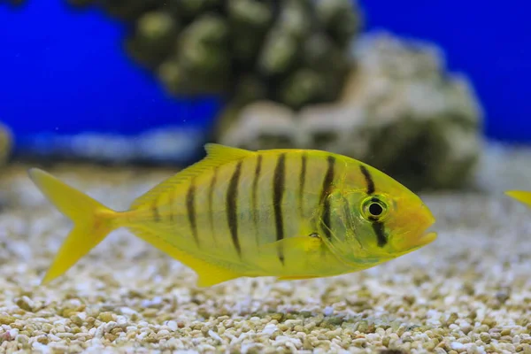 fish in aquarium, underwater world