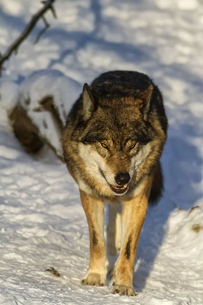 Lobo Eurasiático Canis Lupus Lupus —  Fotos de Stock