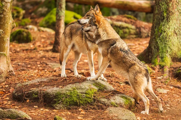 Eurasian Wolves Canis Lupus Lupus — Foto de Stock