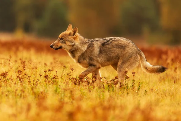 Vlk Eurasijský Canis Lupus Lupus — Stock fotografie